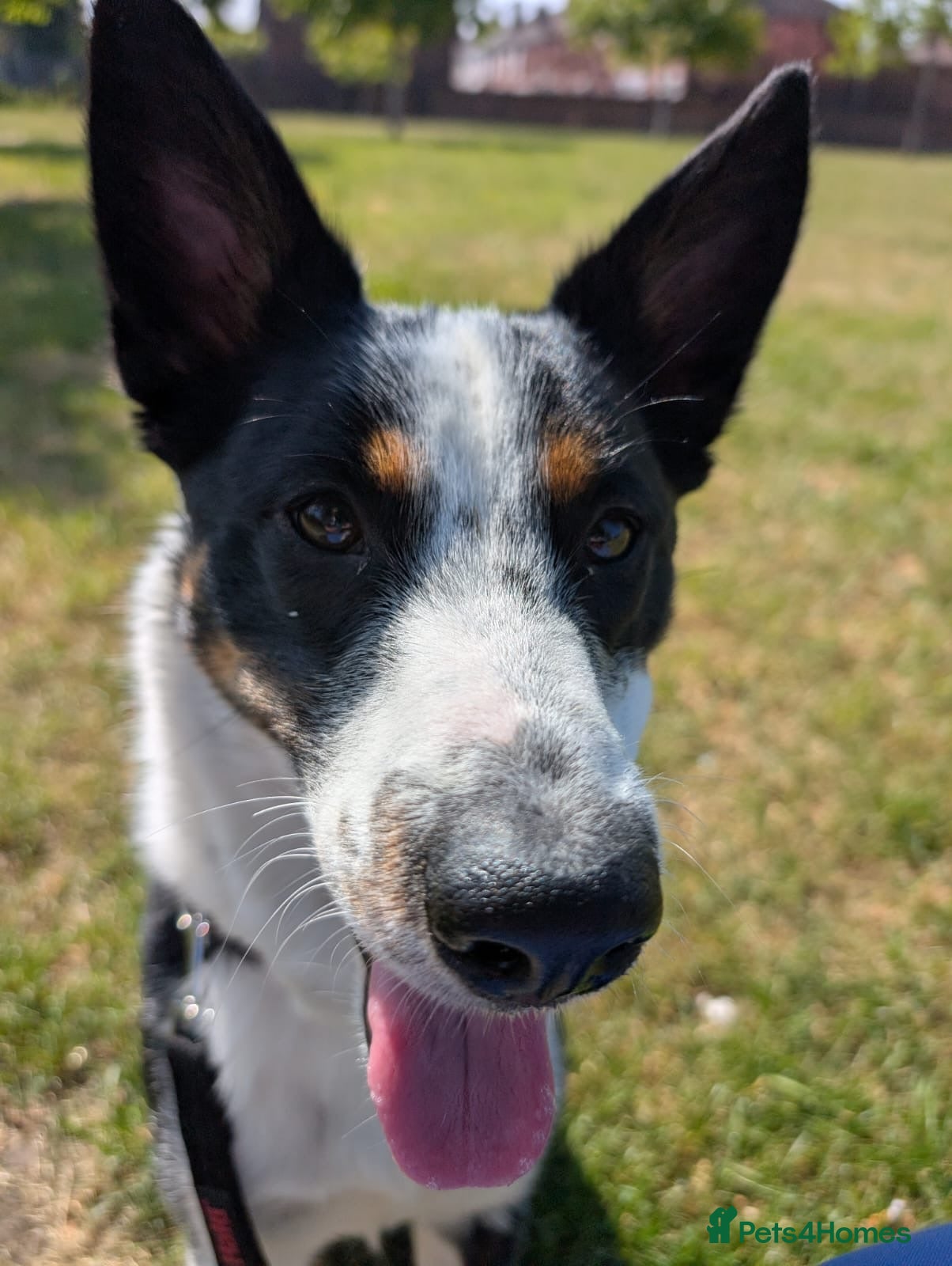 Mixed Breed dogs Collin  - Advert 7