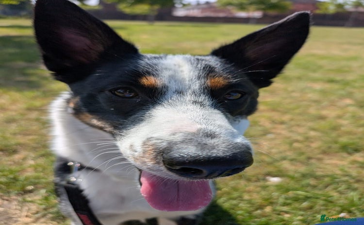 Mixed Breed dogs - Advert 3