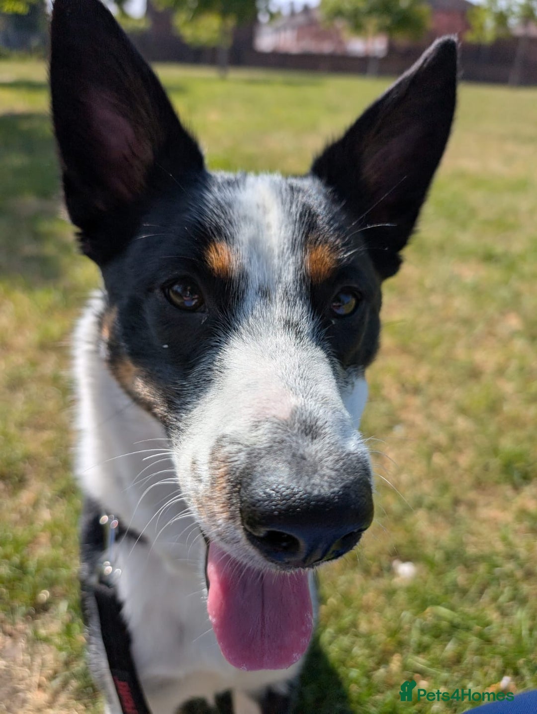 Mixed Breed dogs for sale: Collin  - Advert 1