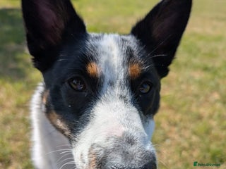 Mixed Breed dogs Collin - Advert 7