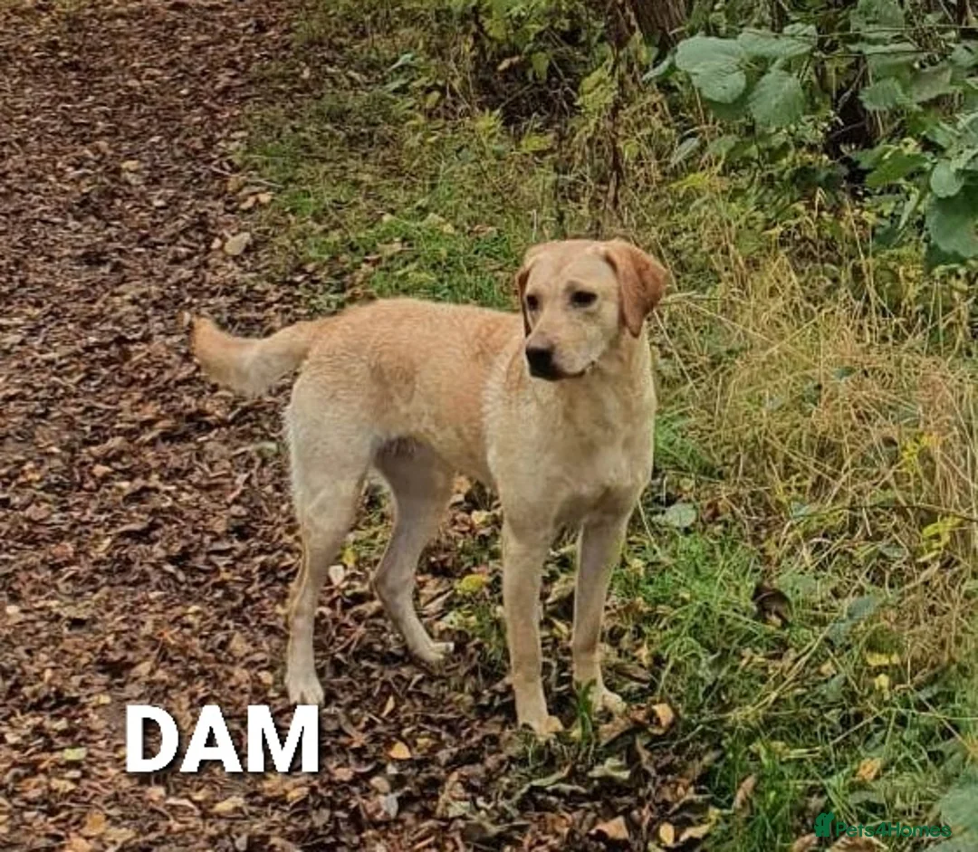 Labrador Retriever dogs for sale: Working gundog fieldtrial champions bloodline  - Advert 2