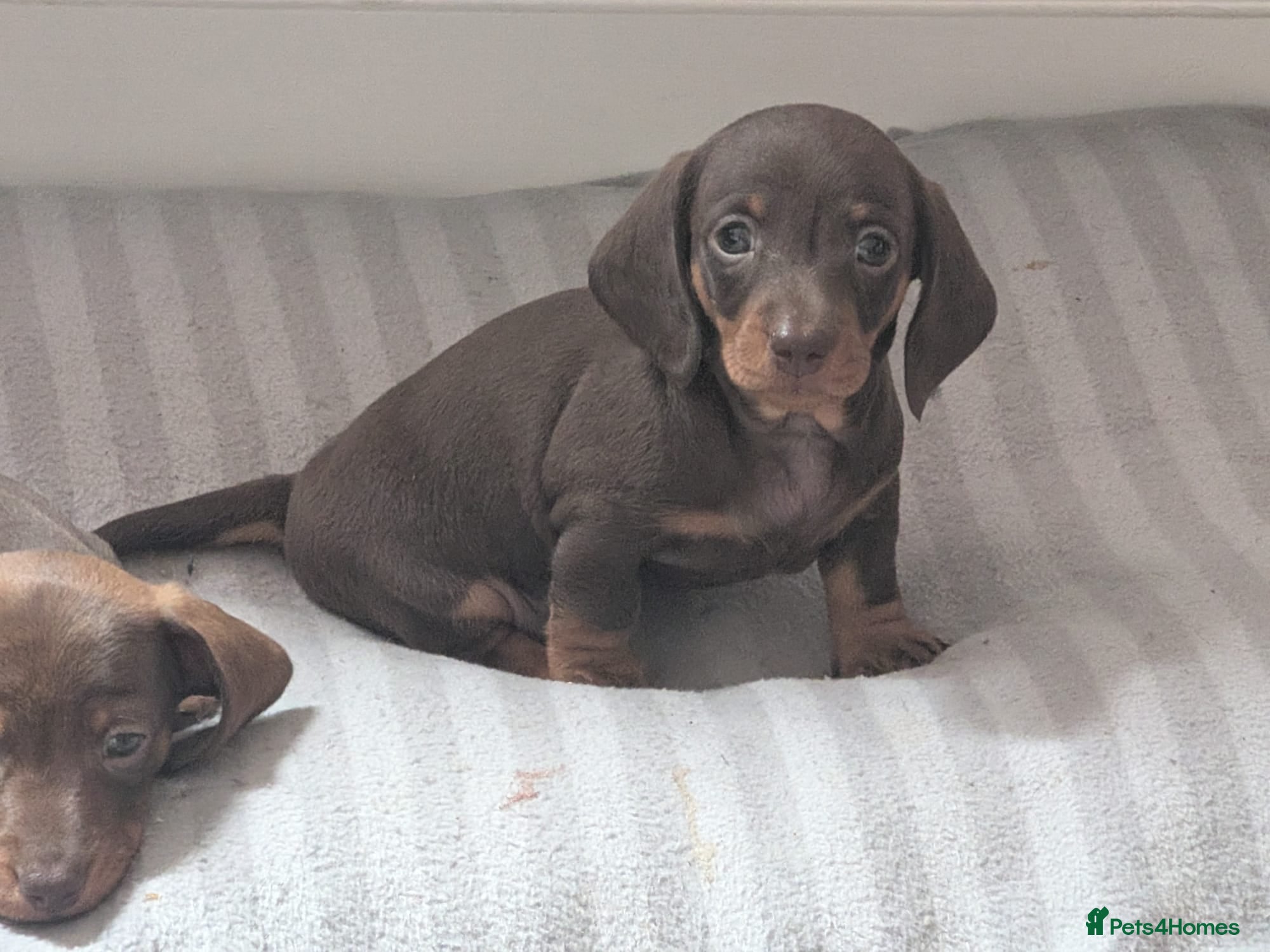 Dachshund dogs Dachshund puppies  - Advert 14