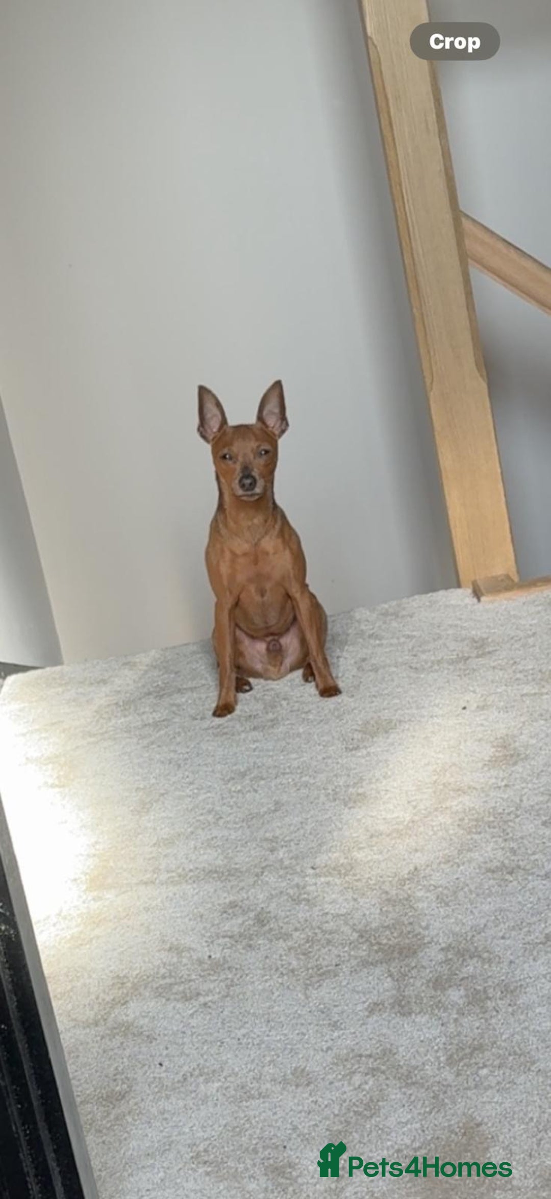 Miniature Pinscher dogs for sale: Blue & Fawn Male, House Trained Miniature Pincher  - Advert 4