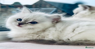 Ragdoll cats DNA Tested Charming Ragdoll Kittens - Advert 8