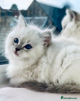 Ragdoll cats DNA Tested Charming Ragdoll Kittens - Advert 13