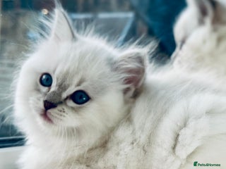 Ragdoll cats DNA Tested Charming Ragdoll Kittens - Advert 5