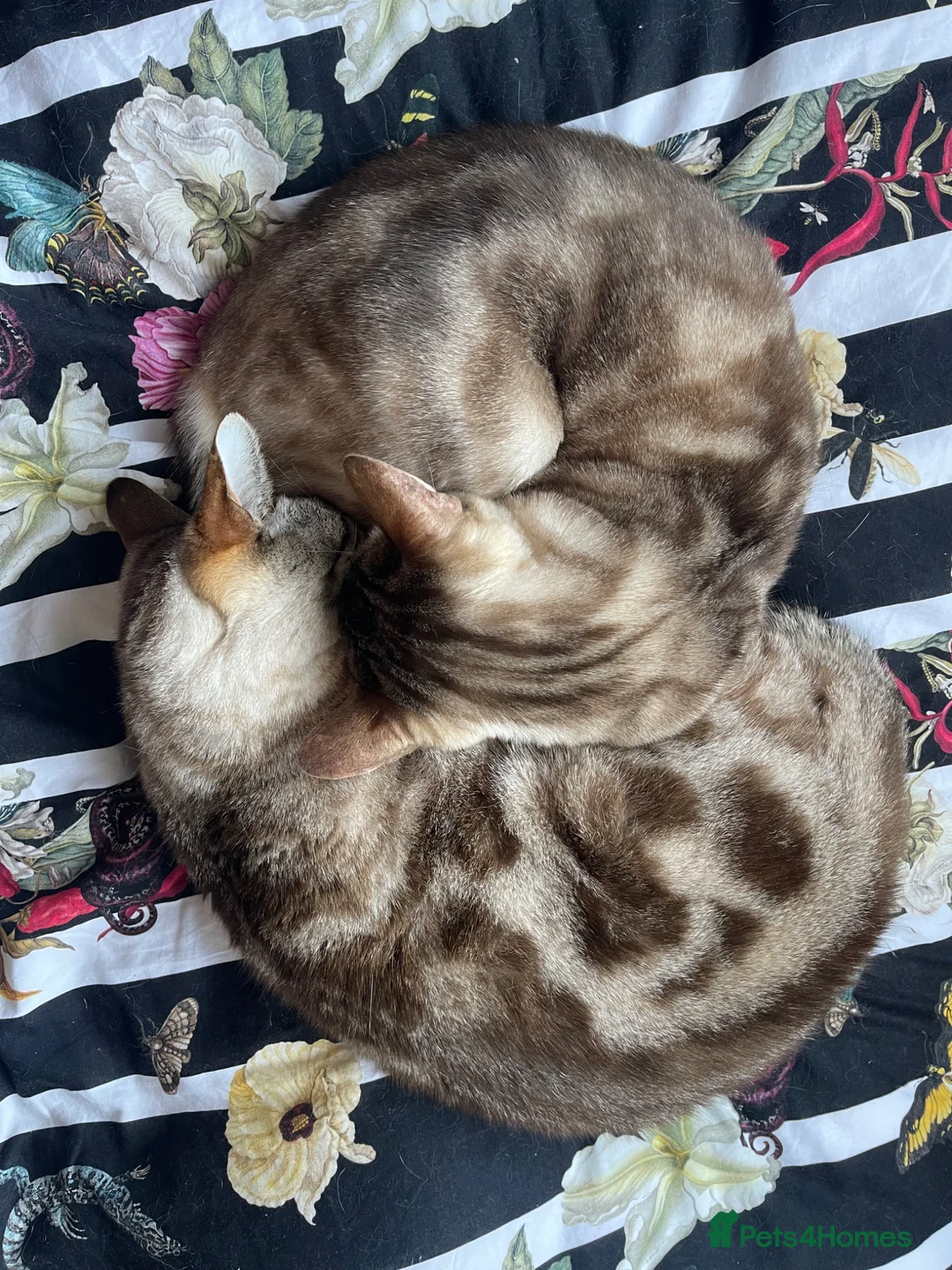 Bengal cats for sale: Snow Bengal ladies age 10 in Peterborough - Advert 1