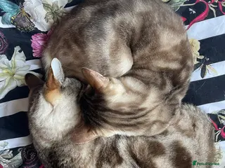 Bengal cats Snow Bengal ladies age 10 - Advert 4