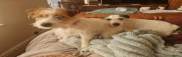 Jack Russell dogs for sale: Pedigree Jack Russell Terrier  in Filey - Advert 25