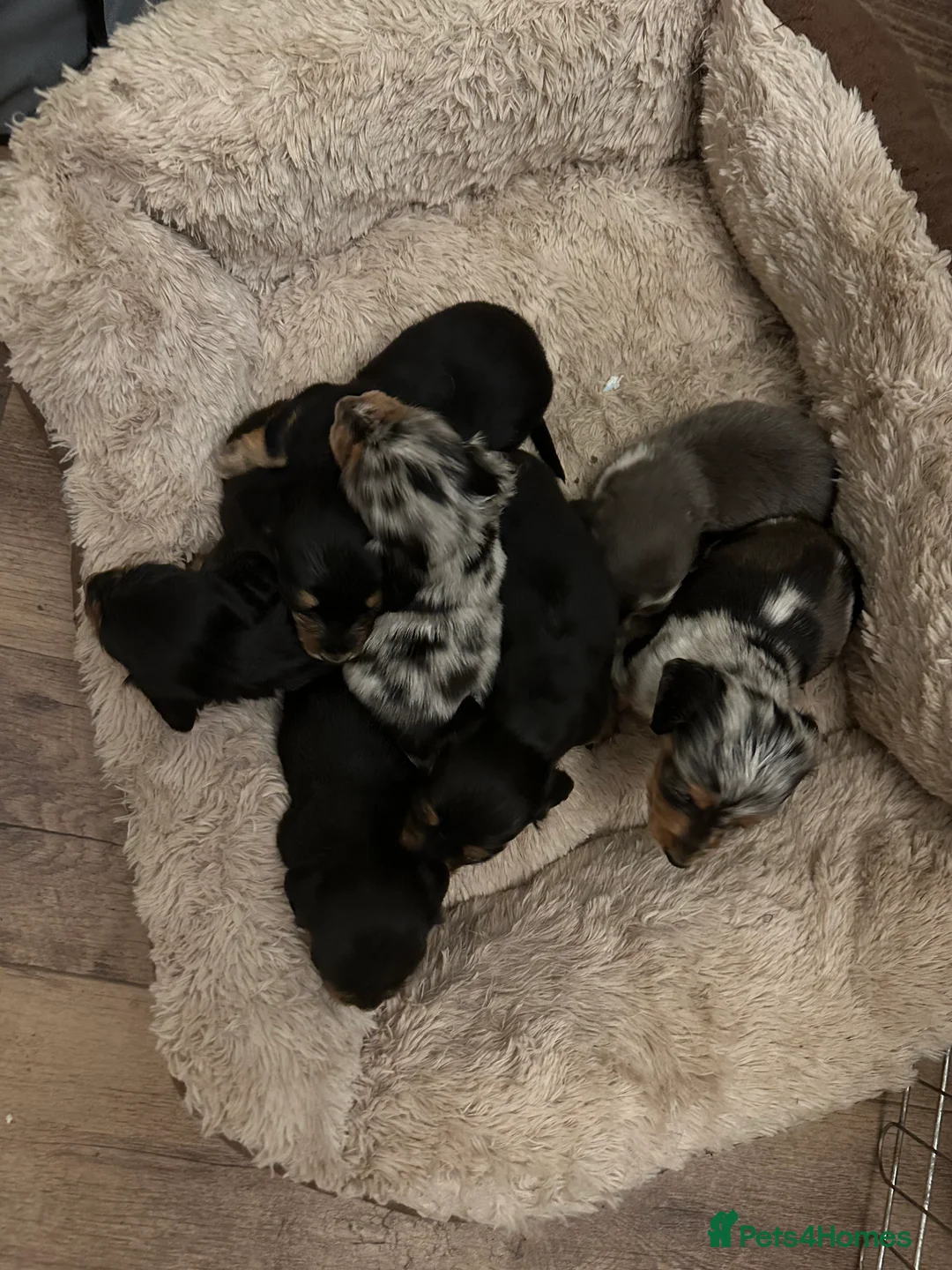 Miniature Dachshund dogs for sale: Longhairded dapple mini dachshunds  - Advert 10