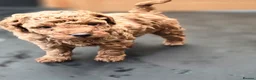 Toy Poodle dogs for sale: 4 Beautiful toy poddles - Advert 13