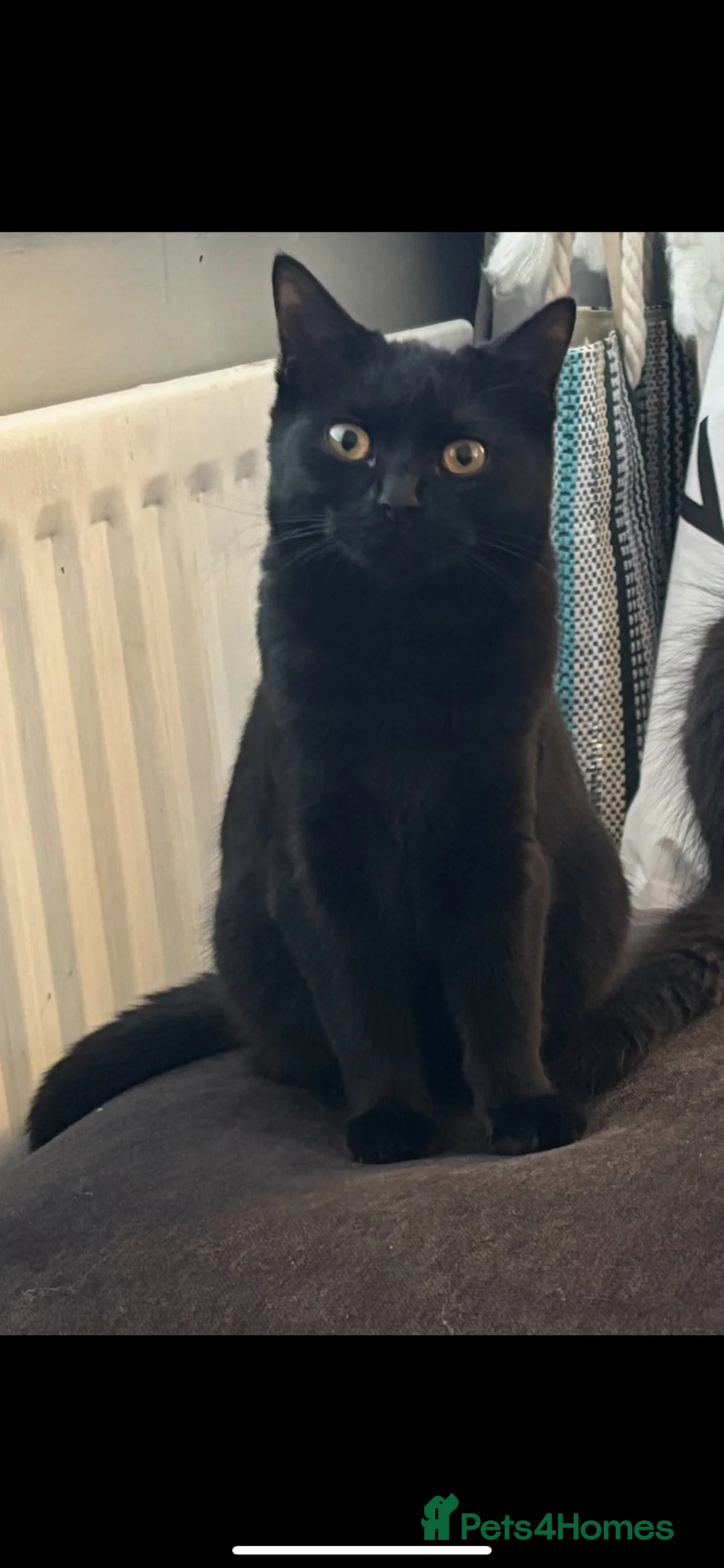 British Shorthair cats for sale: Cherry 🍒🍒 - Advert 4