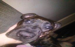 Mixed Breed dogs for sale: Staffy X old tyme bulldog  - Image 5