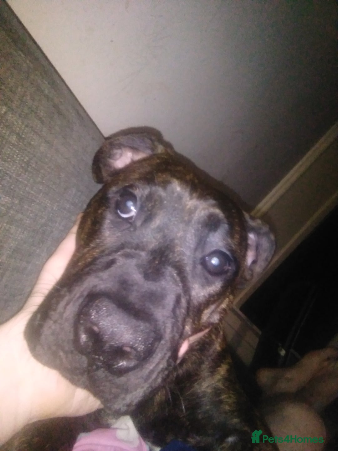 Mixed Breed dogs for sale: Staffy X old tyme bulldog  - Image 5