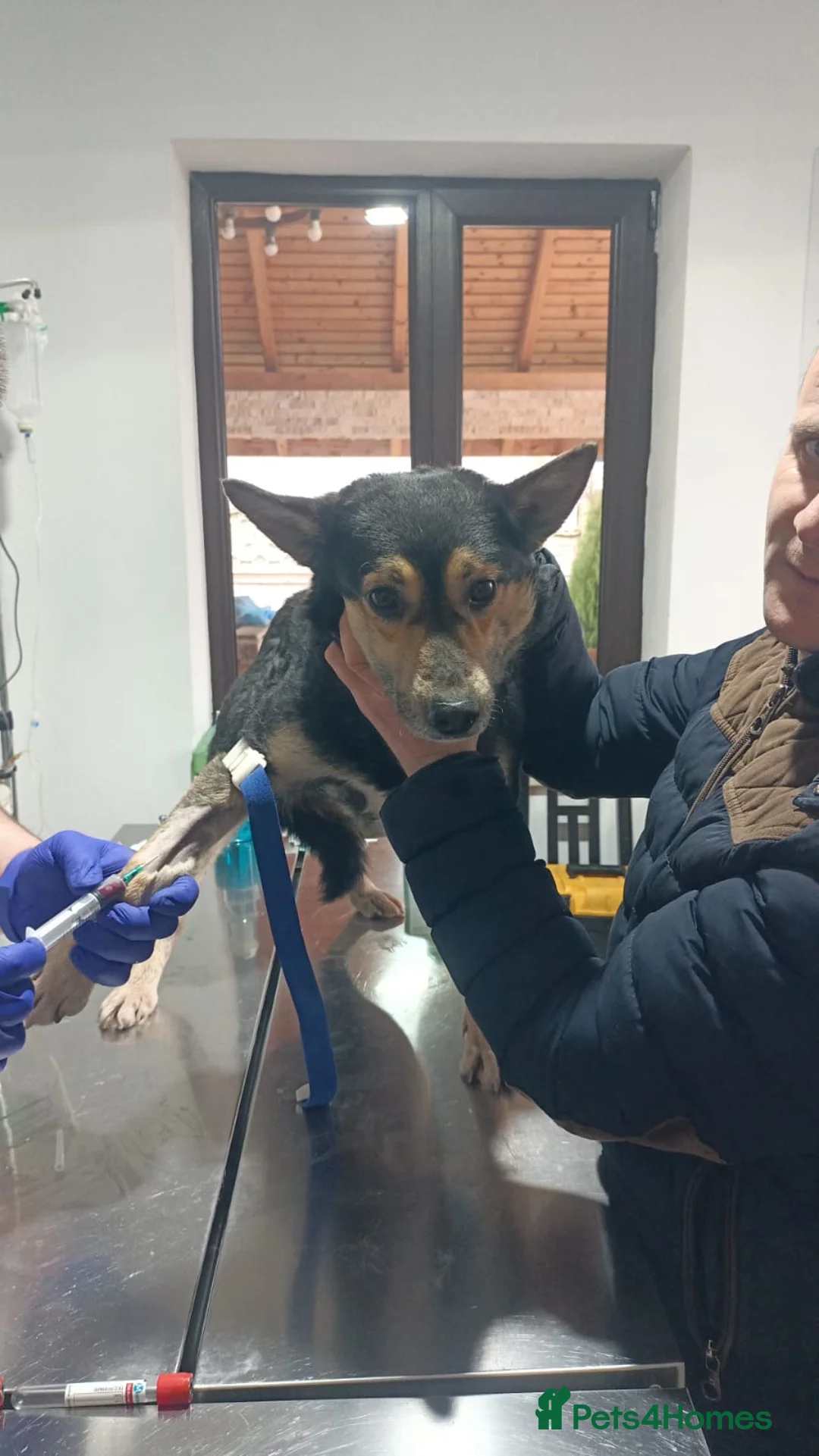 Mixed Breed dogs for adoption: 🐾 RUDY – Waiting for the Life He Deserves 🐾 in Nottingham - Advert 8