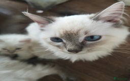 Ragdoll cats for sale: TICA Ragdoll Kittens (pet only)  - Image 17
