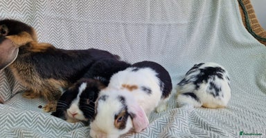Mini Lop rabbits - Advert 9