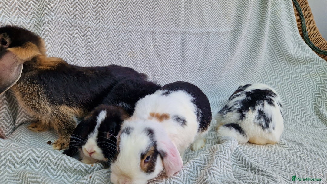 Mini Lop rabbits for sale: Mini Lop Male Rabbits - Image 2