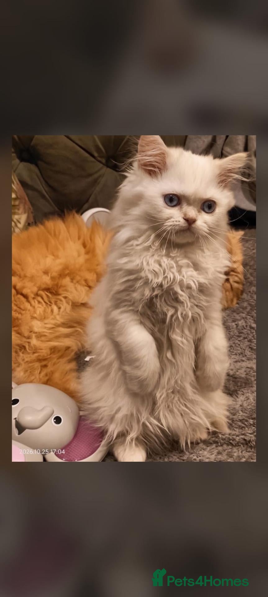 Persian cats for sale: Last girl and a boy available! - Advert 21