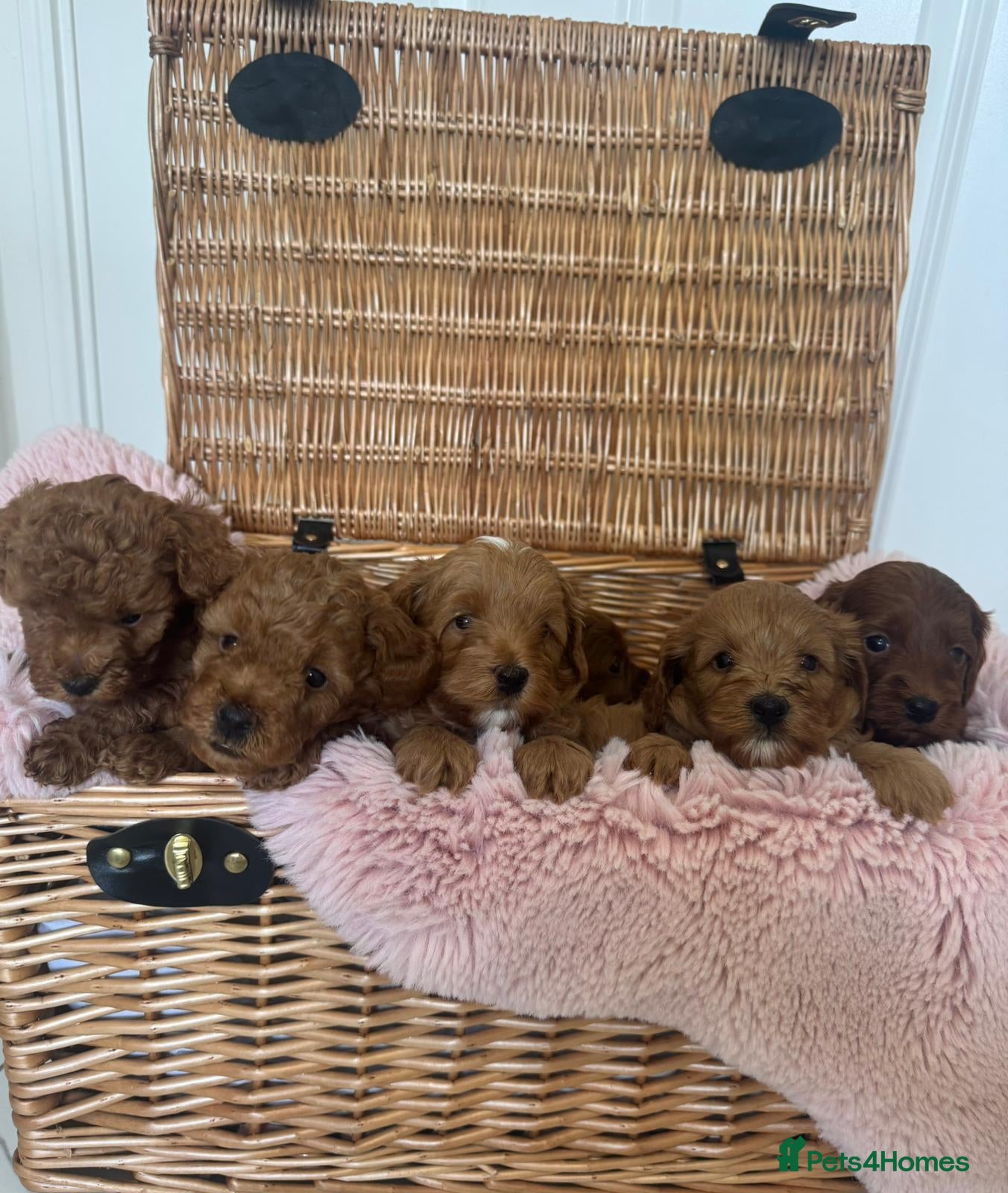 Cavapoo dogs Health tested cavapoo  - Advert 1