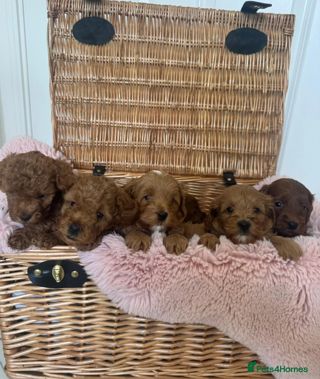 Cavapoo dogs for sale: Health tested cavapoo  in Sheerness - Advert 1