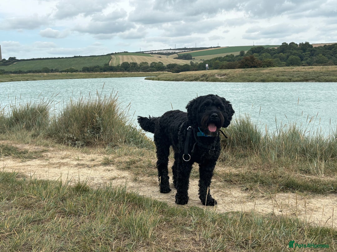 Cockapoo dogs for sale:    Leo - Advert 4