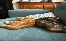 Domestic Shorthair cats for sale: 2 beautiful 8 month old kittens - Image 5