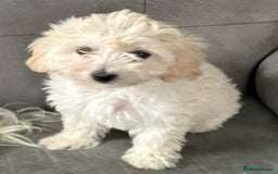 Maltipoo dogs for sale: Maltipoo  - Image 2