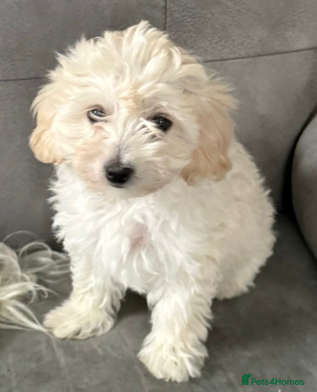 Maltipoo dogs for sale: Maltipoo  - Image 2