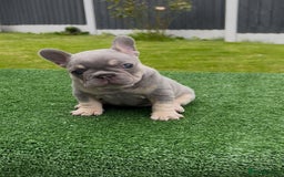 French Bulldog dogs for sale: Beautiful Quality Females Ready To Leave Soon - Image 2