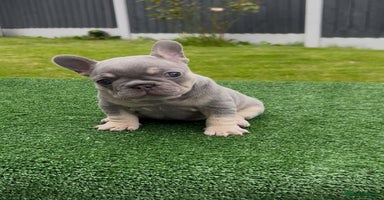 French Bulldog dogs - Advert 4