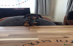 Miniature Dachshund dogs for sale: Miniature Dachshund  - Image 1