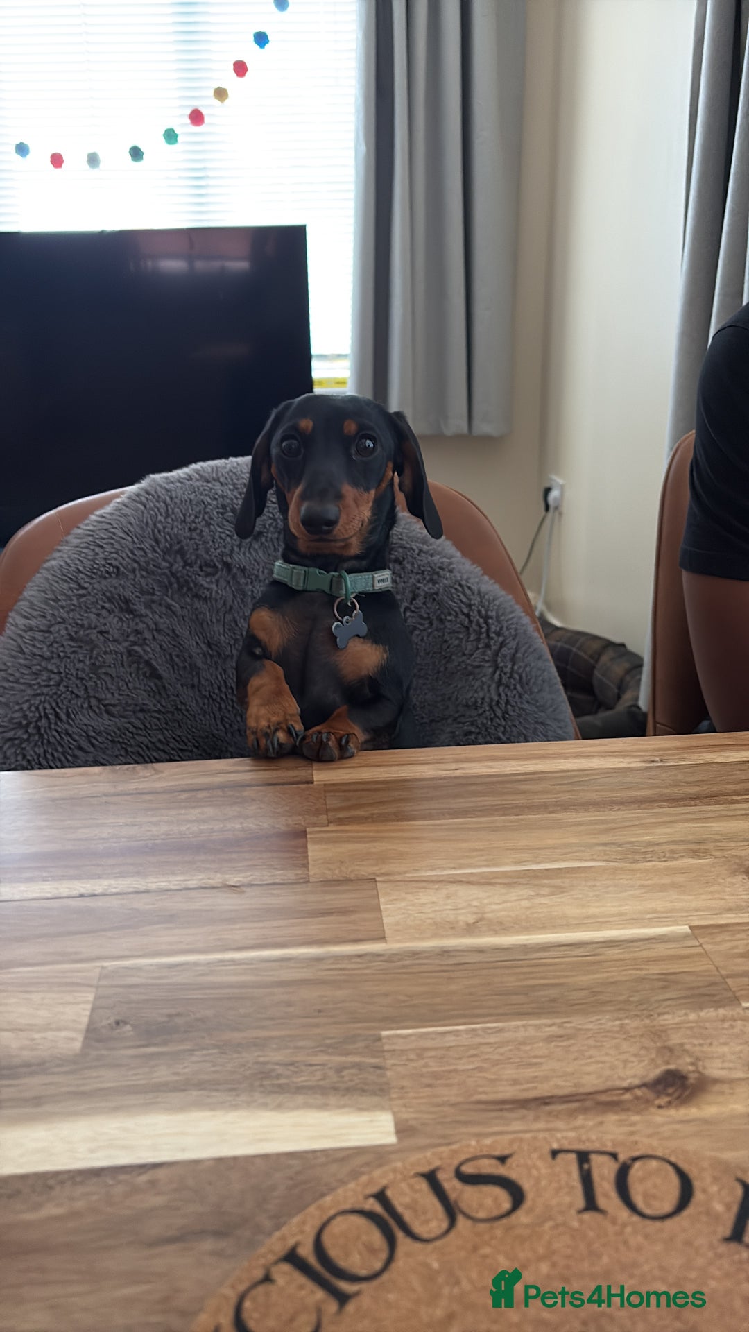 Miniature Dachshund dogs for sale: Miniature Dachshund  - Image 1