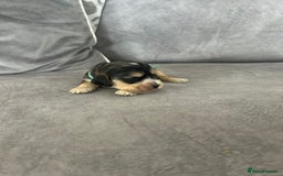 Cocker Spaniel dogs for sale: ✨show type cocker spaniel ✨ - Image 13