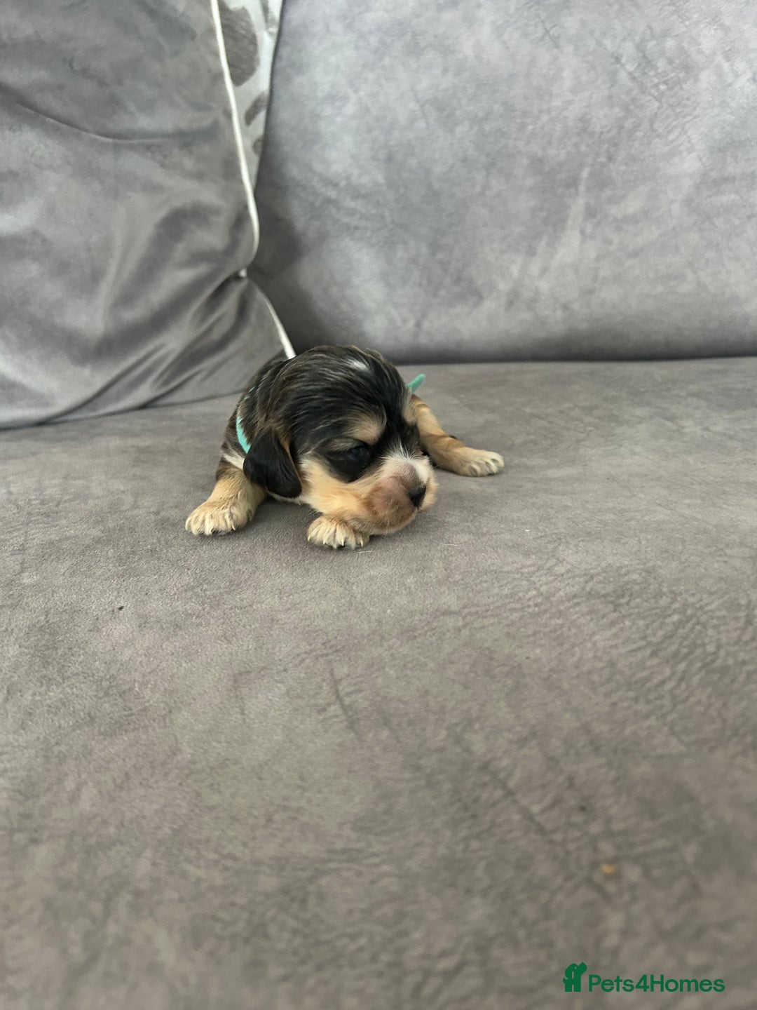 Cocker Spaniel dogs for sale: ✨show type cocker spaniel ✨ - Image 13