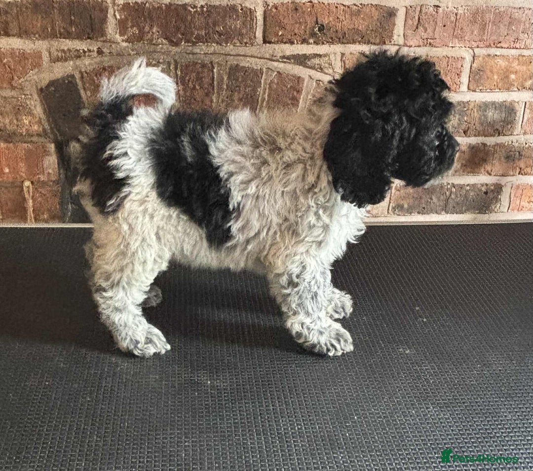 Cockapoo dogs for sale: Beautiful Cockapoo Puppies For Sale - Image 10