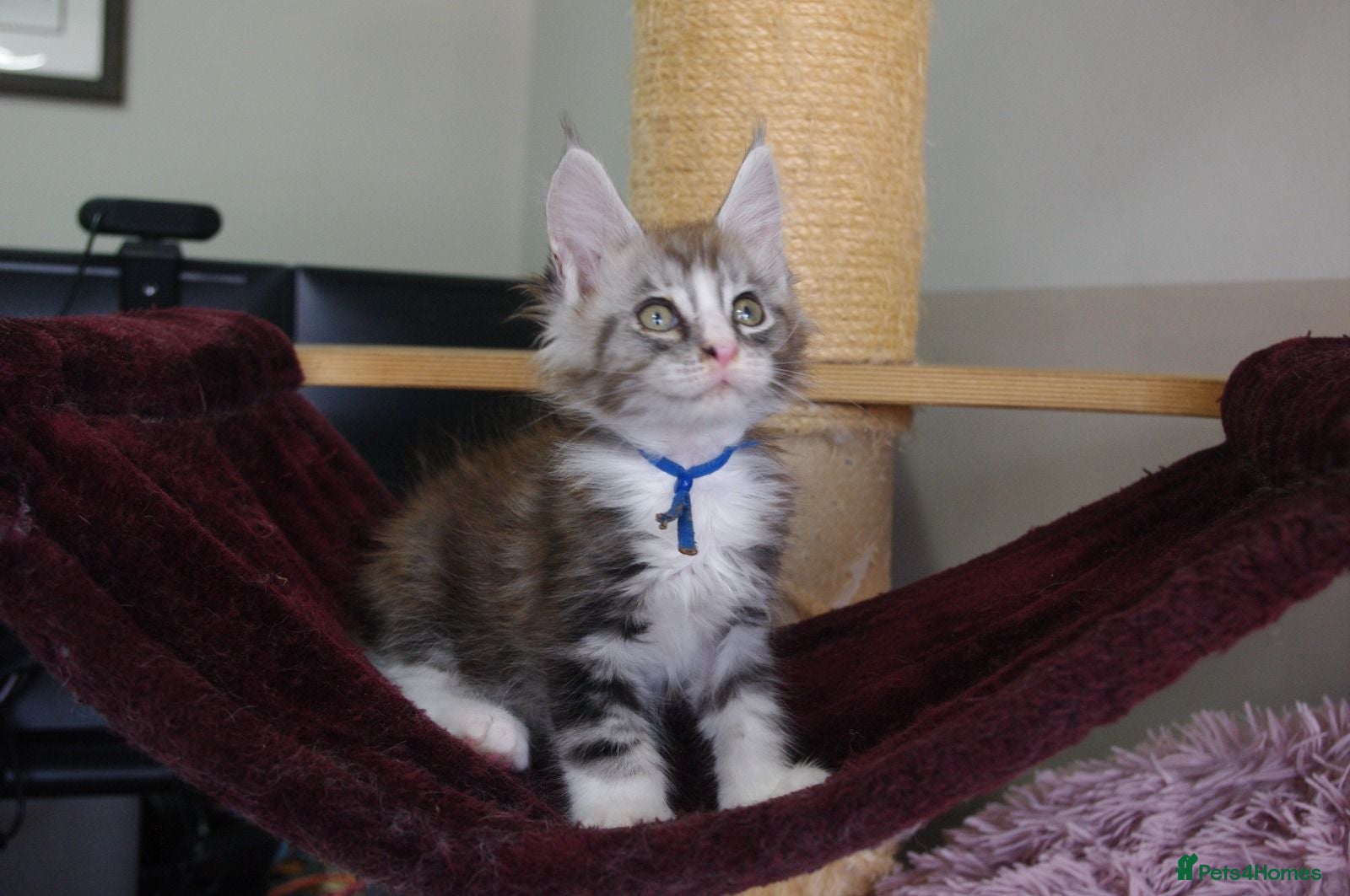 Maine Coon cats 6 pedigree Mainecoon kittens  - Advert 6