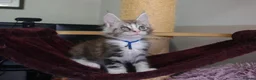 Maine Coon cats for sale: 6 pedigree Mainecoon kittens  - Advert 1