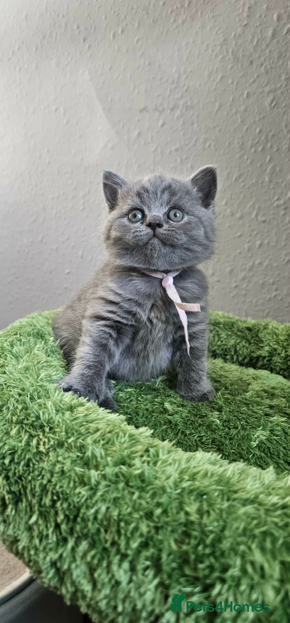 British Shorthair cats British Shorthair Kittens Champion Bloodline GCCF - Advert 2