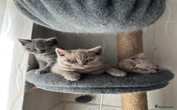 British Shorthair cats for sale: 4 Gorgeous chunky British shorthair kittens  - Image 2