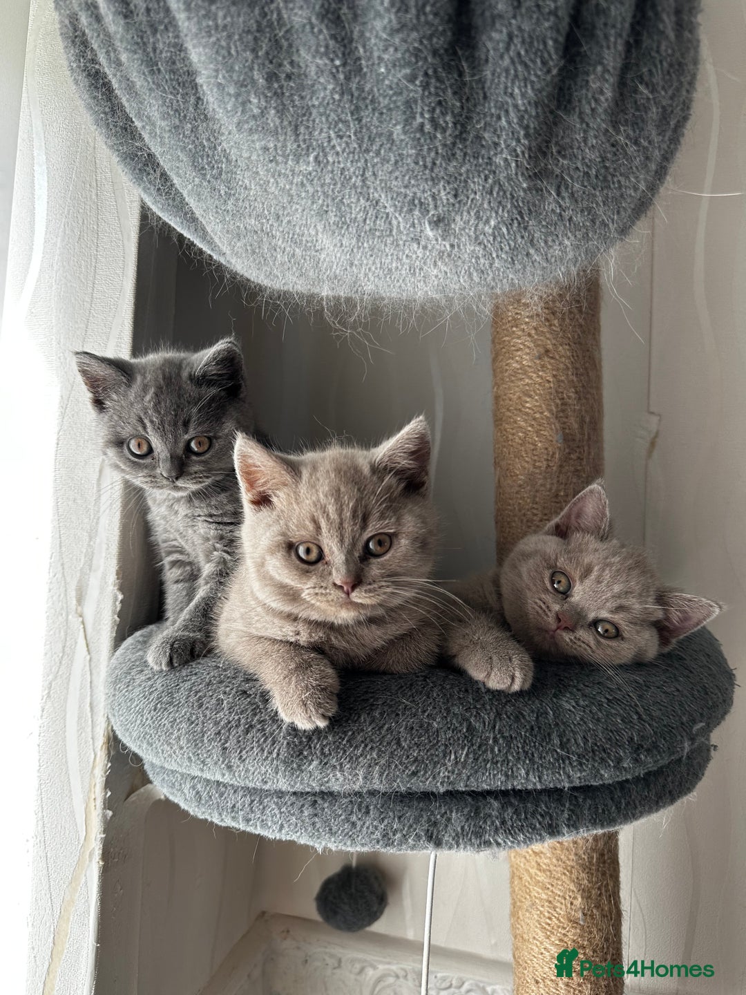 British Shorthair cats for sale: 4 Gorgeous chunky British shorthair kittens  - Image 2