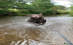 Labrador Retriever dogs for sale: Silver Labrador Retriever - Image 1