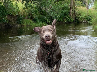 Labrador Retriever dogs for sale - Advert 1