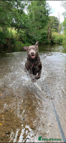Labrador Retriever dogs - Advert 2