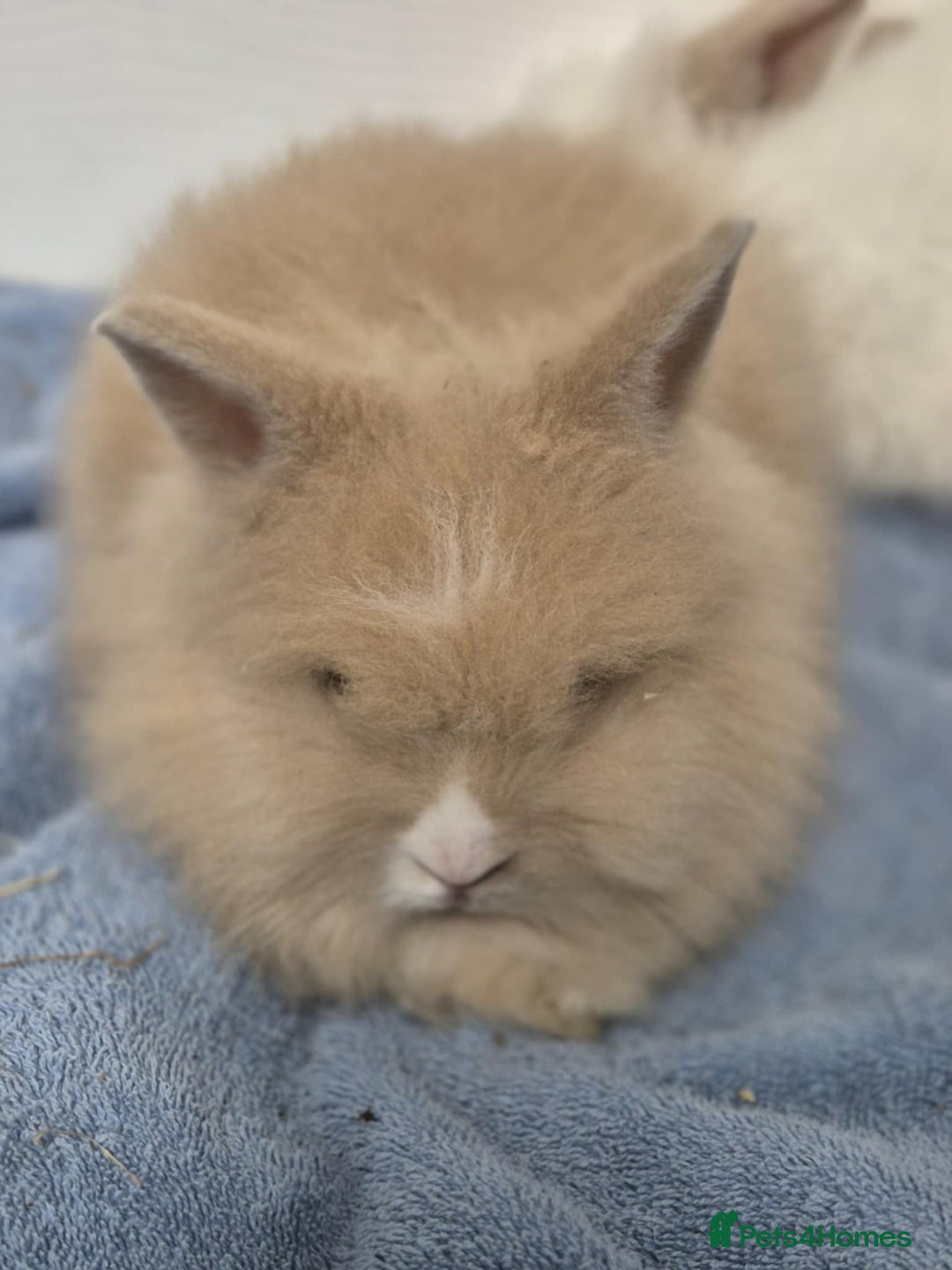 Mini Lion Lop rabbits for sale: Stunning Double Maned, Mini Lionlop Babies - Advert 2