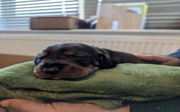 Dachshund dogs for sale: Standard Wirehaired Dachshund Puppies - Image 8