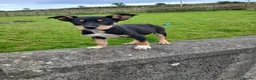 Australian Kelpie dogs for sale: Kelpie pups for sale in Ballymena - Advert 7