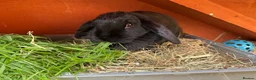 Mini Lop rabbits for sale: Black self female lop - Advert 3