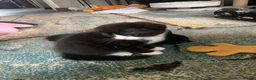 Scottish Fold cats for sale: Scottish Fold kittens for sale  - Advert 11