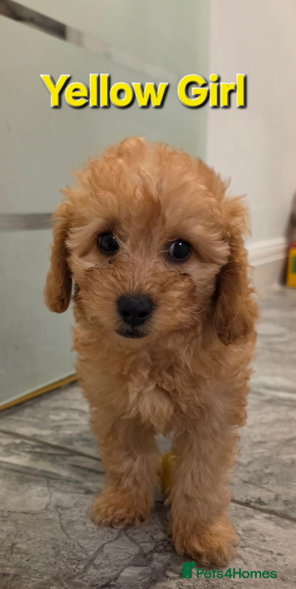 Maltipoo dogs for sale: 🐶1 left adorable maltipoo pups🐶ready to leave🐶 - Advert 12